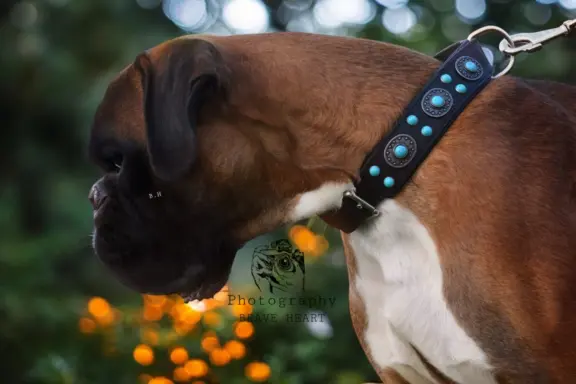 Hodowla - BRAVE HEART 6