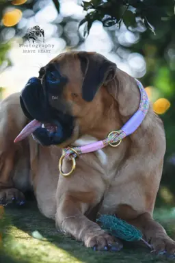 Hodowla - BRAVE HEART 4