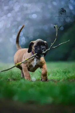 Hodowla - BRAVE HEART 7