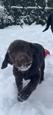 Hodowla - Lady u Malwiny 5