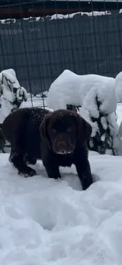 Hodowla - Lady u Malwiny 8