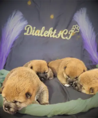 Hodowla - Dialekt FCI 3