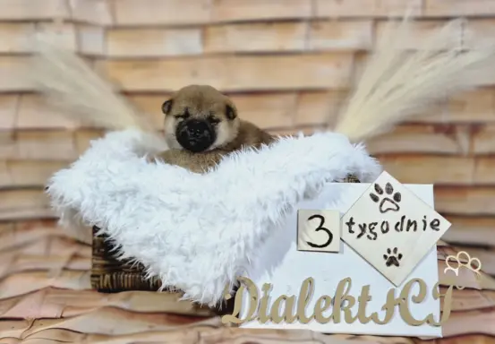 Hodowla - Dialekt FCI 4