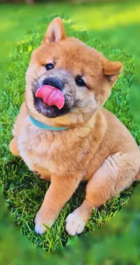 Hodowla - Dialekt FCI 6