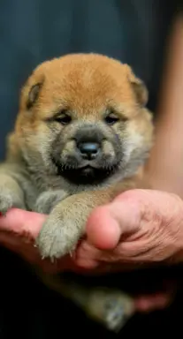 Hodowla - Dialekt FCI 5