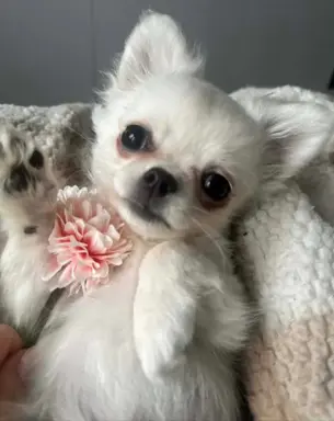 Hodowla - Sweet Chilli Puppy FCI 7