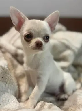 Hodowla - Sweet Chilli Puppy FCI 9