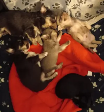 Hodowla - Sweet Chilli Puppy FCI 1