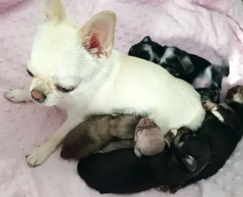 Hodowla - Sweet Chilli Puppy FCI 5