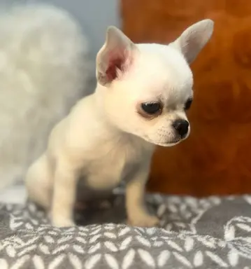 Hodowla - Sweet Chilli Puppy FCI 8