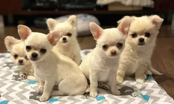 Hodowla - Sweet Chilli Puppy FCI 2