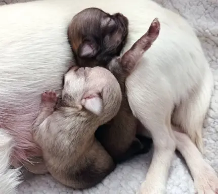 Hodowla - Sweet Chilli Puppy FCI 4