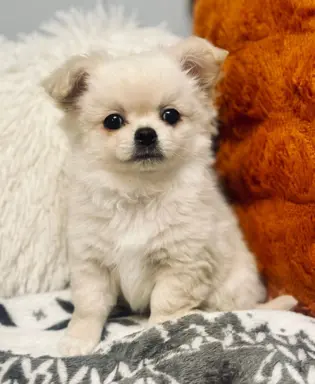 Hodowla - Sweet Chilli Puppy FCI 6