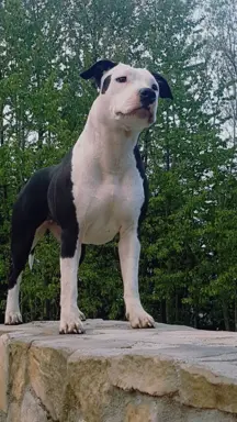 Hodowla - All for You (FCI) 1