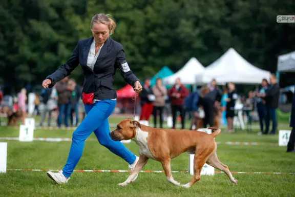 Hodowla - All for You (FCI) 2