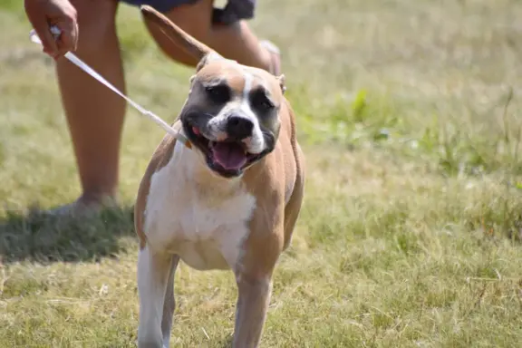 Hodowla - All for You (FCI) 3