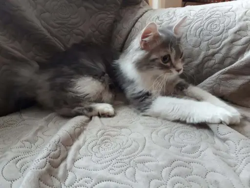 Hodowla - Kurylski Zaułek*PL 1