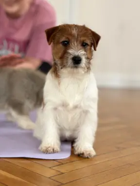 Hodowla - Royal Terrier (FCI) 1