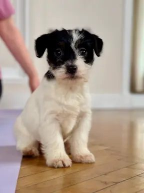 Hodowla - Royal Terrier (FCI) 2