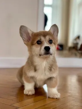 Hodowla - Royal Terrier (FCI) 3