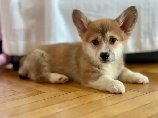 Hodowla - Royal Terrier (FCI) 6