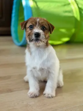 Hodowla - Royal Terrier (FCI) 7