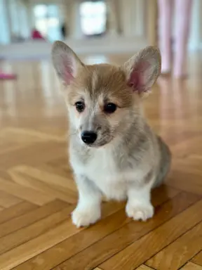 Hodowla - Royal Terrier (FCI) 8