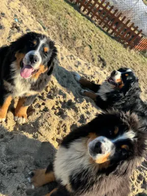 Hodowla - Psia Heca (FCI) 1