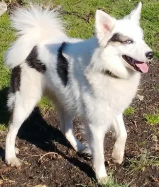 Hodowla - Syberyjka Magia 5