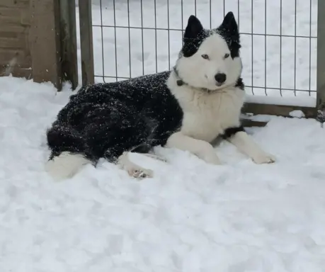 Hodowla - Syberyjka Magia 6