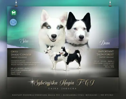 Hodowla - Syberyjka Magia 7