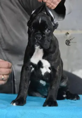 Hodowla - BRAVE HEART 3