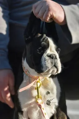 Hodowla - BRAVE HEART 1