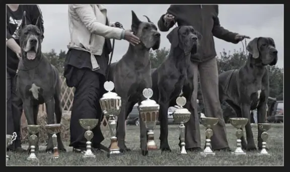 Hodowla - Margarejro FCI 2