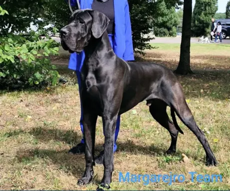 Hodowla - Margarejro FCI 3