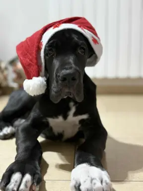 Hodowla - Margarejro FCI 5