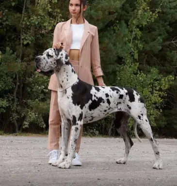 Hodowla - Margarejro FCI 6