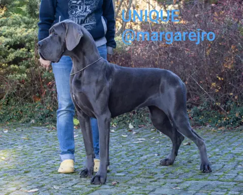 Hodowla - Margarejro FCI 8