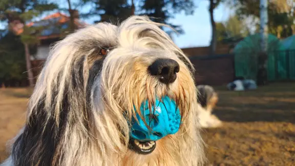 Hodowla - z Agaponu Polski Owczarek Nizinny FCI 2