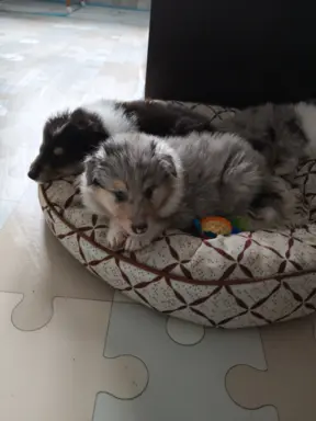 Hodowla - Lord of The Collie 1