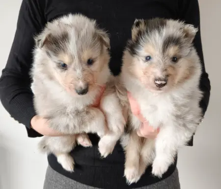 Hodowla - Lord of The Collie 2