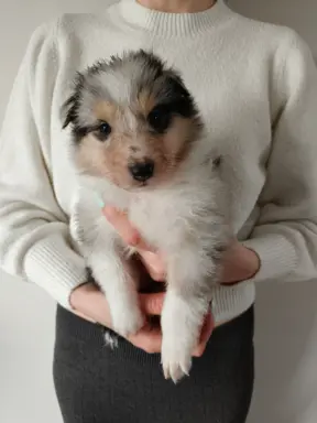 Hodowla - Lord of The Collie 3