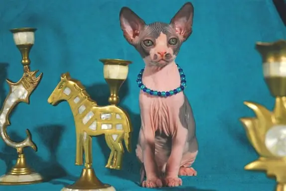 Hodowla - DeTrojanS* Pl 7