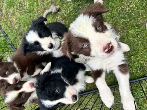 Hodowla - Puppy collie 3