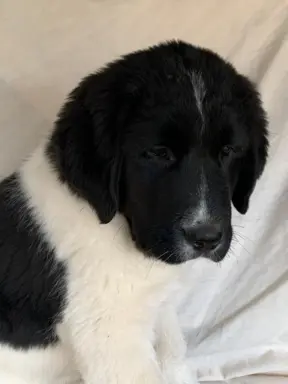 Hodowla - Nadnoteckie Duszki FCI 3