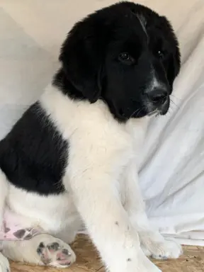 Hodowla - Nadnoteckie Duszki FCI 4