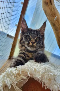 Hodowla - Deniland 2