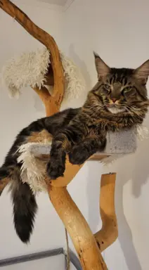 Hodowla - Deniland 3