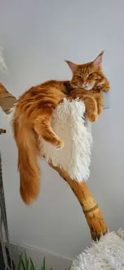 Hodowla - Deniland 5