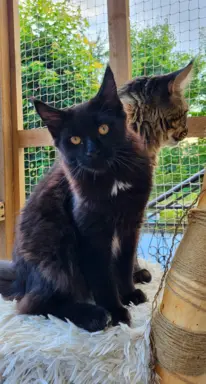 Hodowla - Deniland 6